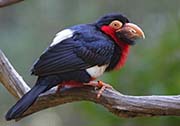 Picture/image of Bearded Barbet