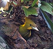 Picture/image of Greater Yellownape