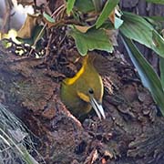 Picture/image of Greater Yellownape