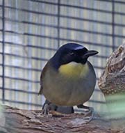 Picture/image of Blue-crowned Laughingthrush