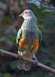 Picture/image of Mariana Fruit-Dove