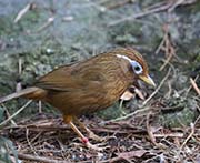 Picture/image of Chinese Hwamei