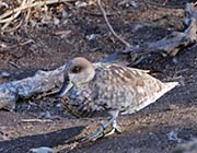 Picture/image of Marbled Teal