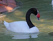 Picture/image of Black-necked Swan