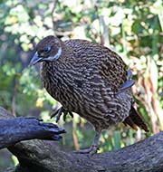Picture/image of Himalayan Monal