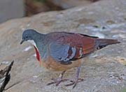 Picture/image of Mindanao Bleeding-heart