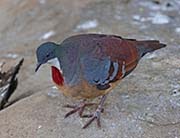 Picture/image of Mindanao Bleeding-heart