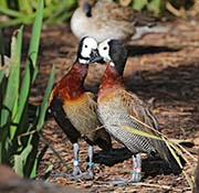 Picture/image of White-faced Whistling Duck