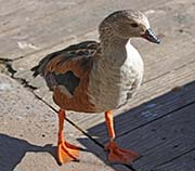 Picture/image of Orinoco Goose
