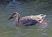 Picture/image of Swan Goose