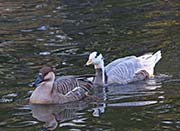 Picture/image of Swan Goose