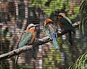 Picture/image of White-fronted Bee-eater