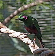 Picture/image of Emerald Starling