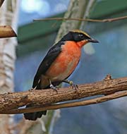 Picture/image of Yellow-crowned Gonolek