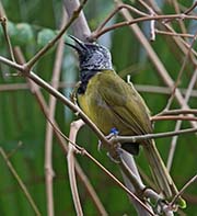 Picture/image of Oriole Warbler