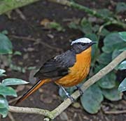 Picture/image of White-crowned Robin-Chat