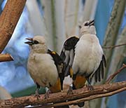 Picture/image of White-headed Buffalo-Weaver