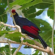 Ross's Turaco