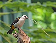 Picture/image of White-headed Buffalo-Weaver