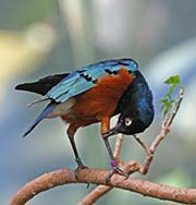 Picture/image of Superb Starling