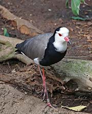 Picture/image of Long-toed Lapwing