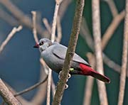 Picture/image of Lavender Waxbill