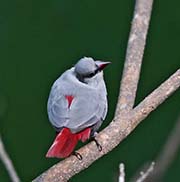 Picture/image of Lavender Waxbill