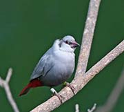 Picture/image of Lavender Waxbill