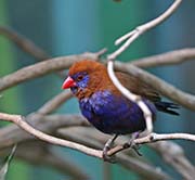 Picture/image of Purple Grenadier