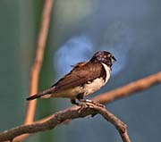 Picture/image of Magpie Mannikin