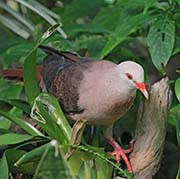 Picture/image of Pink Pigeon