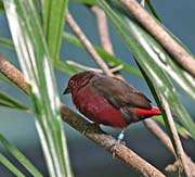 Picture/image of African Firefinch
