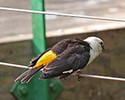 Picture/image of White-headed Buffalo-Weaver
