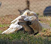 Picture/image of Egyptian Vulture