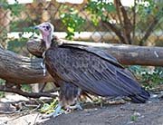 Picture/image of Hooded Vulture