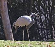 Picture/image of Demoiselle Crane
