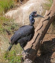 Picture/image of Northern Ground-hornbill