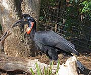 Picture/image of Northern Ground-hornbill