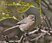 Picture/image of Wrentit