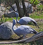 Picture/image of Blue Crane