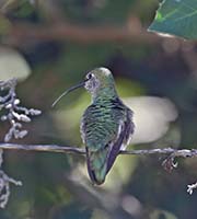 Picture/image of Anna's Hummingbird