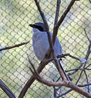 Picture/image of Loggerhead Shrike