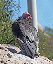 Picture/image of California Condor