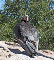 Picture/image of California Condor