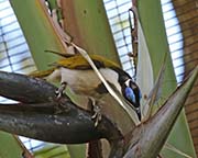 Picture/image of Blue-faced Honeyeater