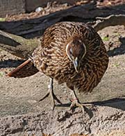 Picture/image of Himalayan Monal