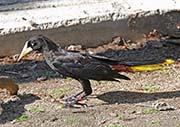 Picture/image of Crested Oropendola