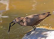 Picture/image of Hamerkop