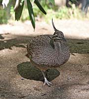 Picture/image of Elegant Crested Tinamou