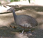 Picture/image of Elegant Crested Tinamou